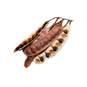 Young Acacia Pod Seed 100g